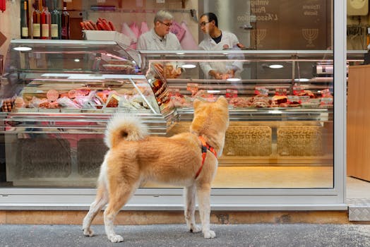 A Shiba Inu Looking into a Store